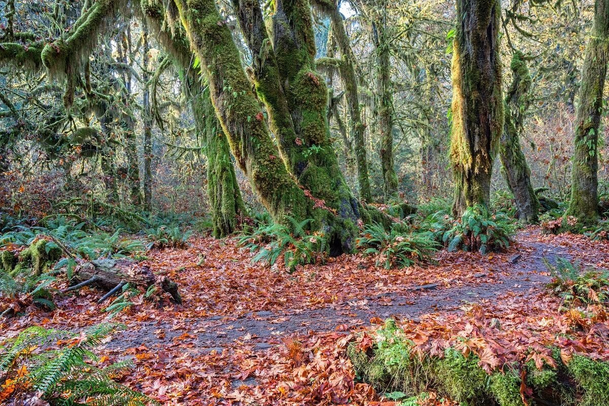 Olympic League Of Legends Could Be In The Esports Games